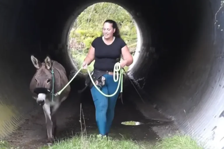 Challenge Run With Horse