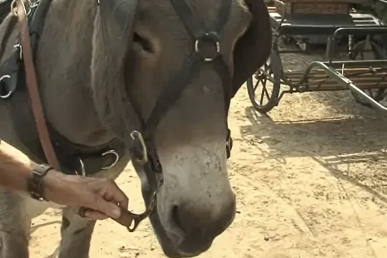 Championnat de l'âne de Provence