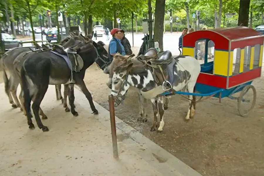 Balades à dos d'ânes pour les touristes
