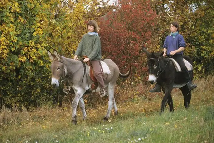 Promenade dans les bois en ânes sellés