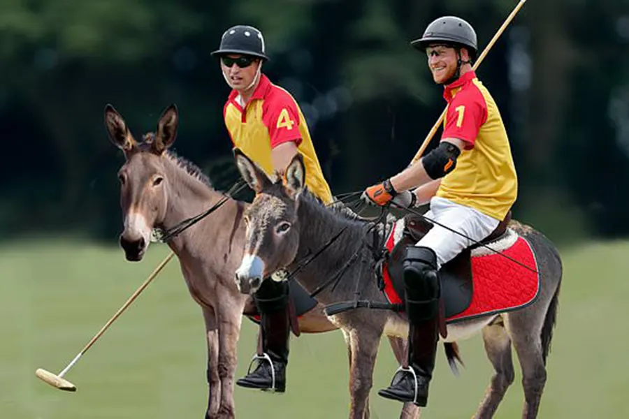 Du polo avec des ânes