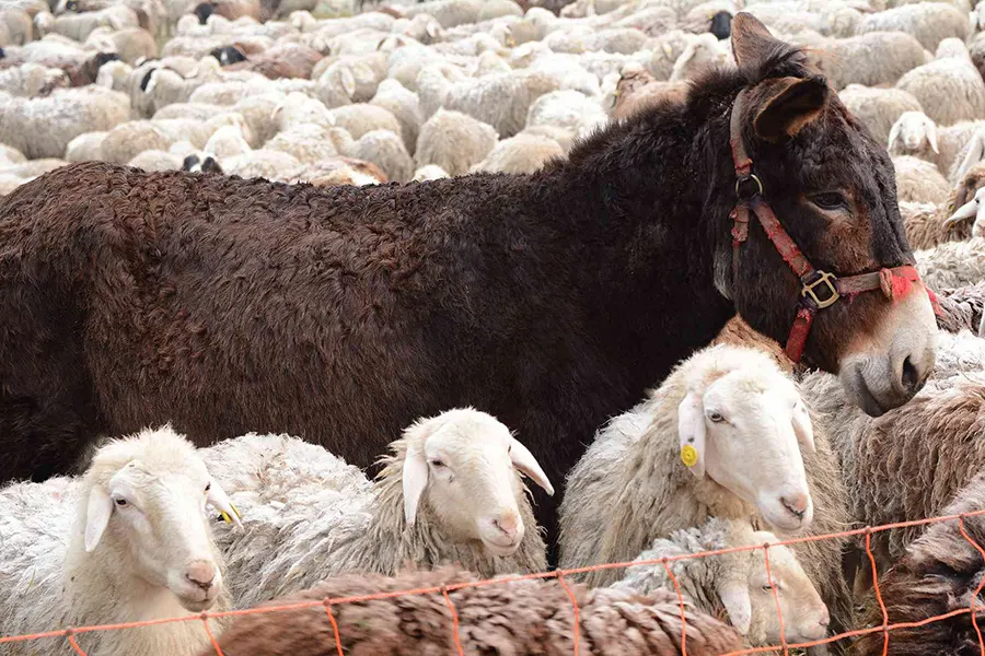 L'âne gardien de moutons
