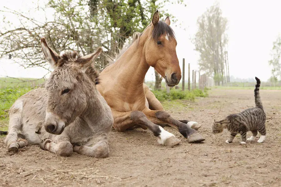 Âne, cheval et chat ensemble