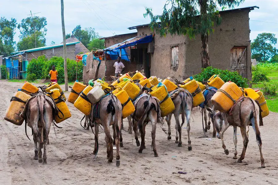 Ânes pour le transport en Éthiopie