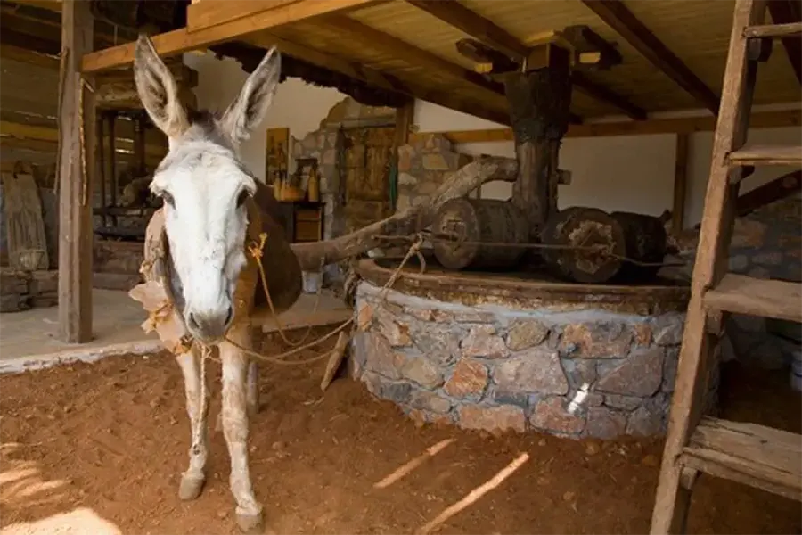 Un âne pour tourner la meule du moulin