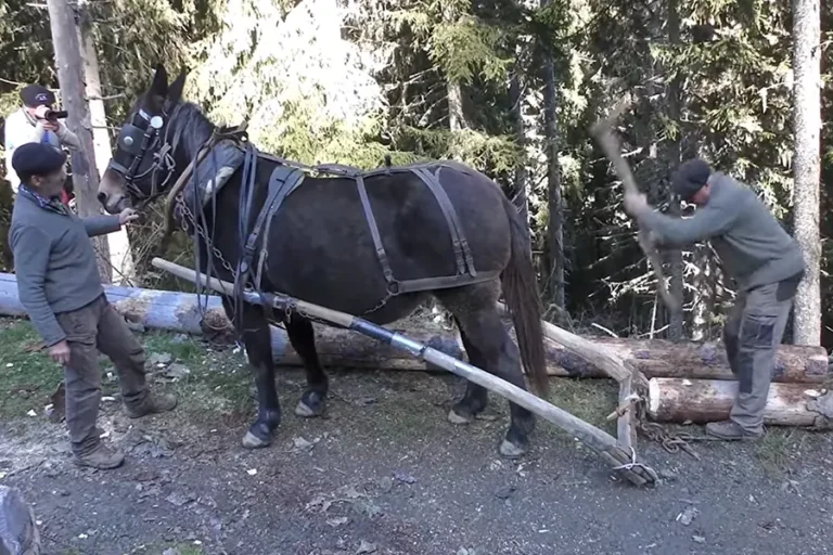 Débardage avec mules en Haute-Savoie