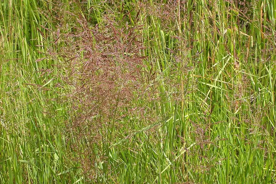 L'agrostide stolonifère