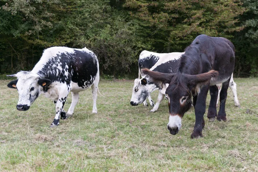 Un partage de la prairie, âne et vaches