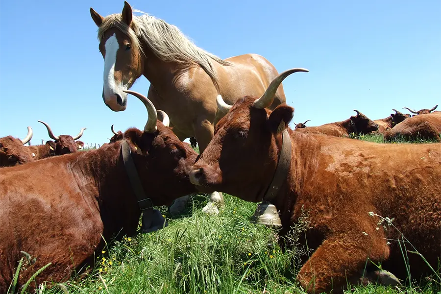 Un cheval parmi les vaches dans un pré
