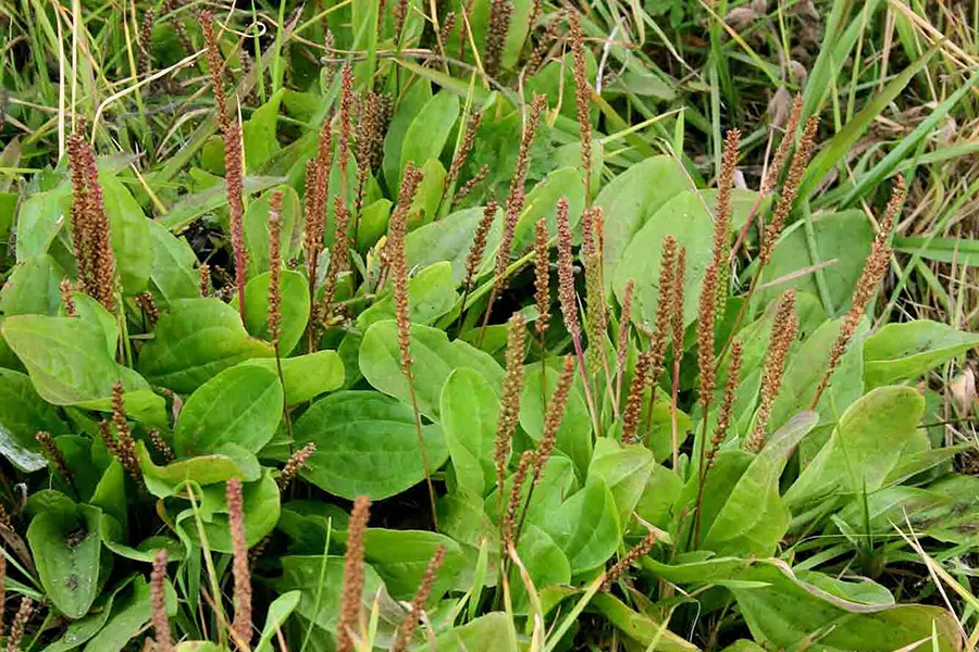 Le plantain majeur