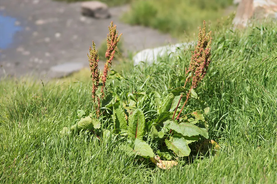 Le rumex ou l'oseille