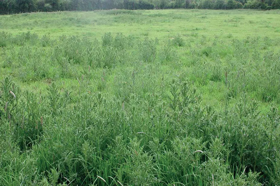 Une zone de refus dans la prairie
