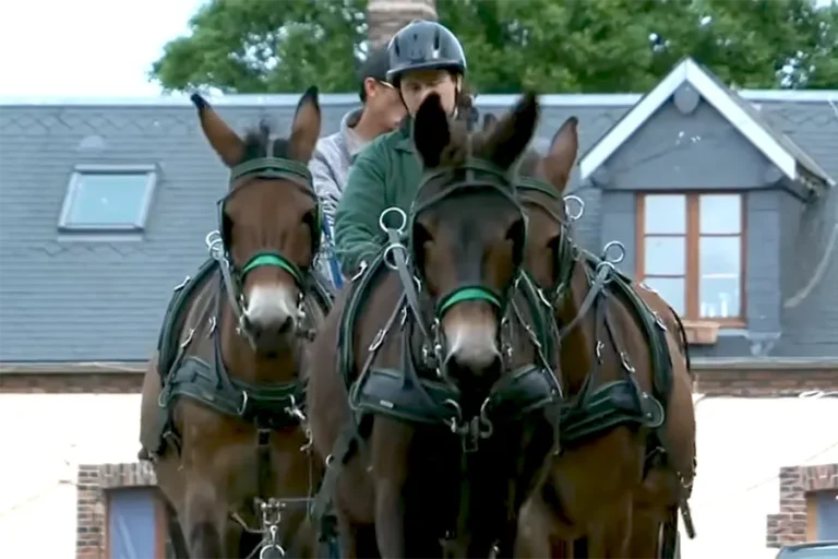 Mules et éducatrices atypiques