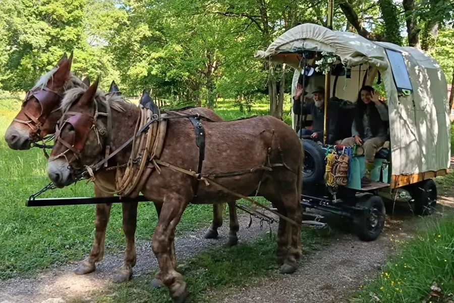 Voyage en roulotte avec des mules